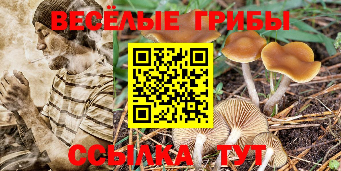 Кириши  Псилоцибиновые грибы Psilocybine cubensis  Псилоцибиновые грибы GOLDEN TEACHER  Вход с VPN 